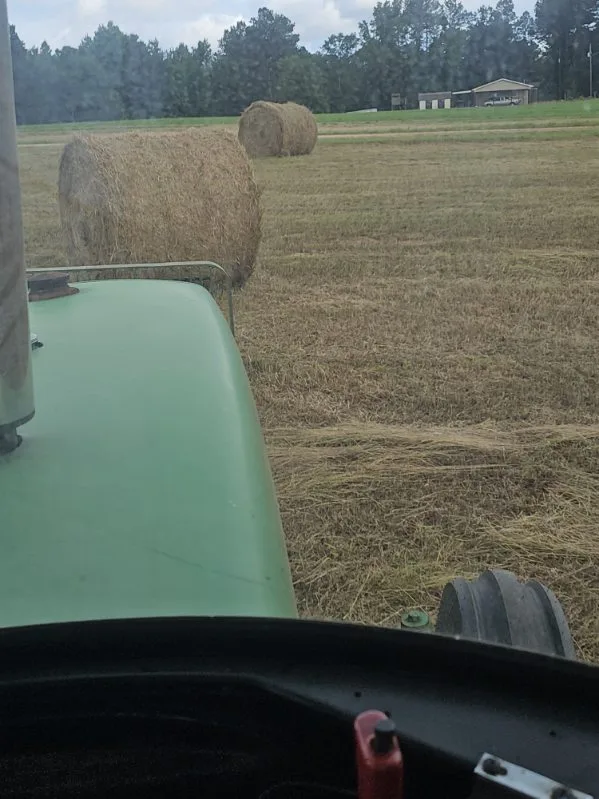 Round hay bales viewed from a tractor